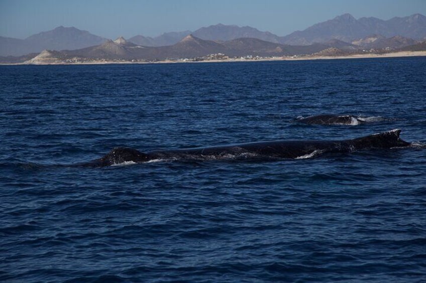 Whale Watching in San Jose del Cabo