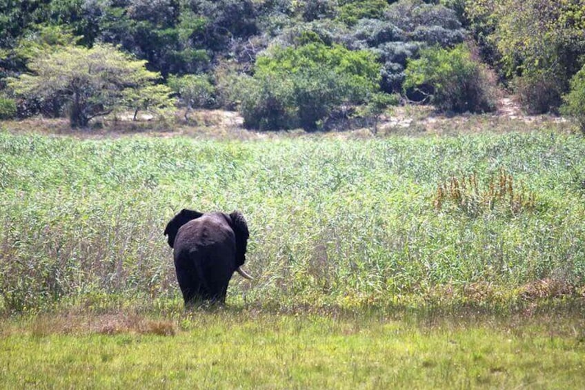 Maputo Elephant Reserve Day Tour with Roundtrip Transfer