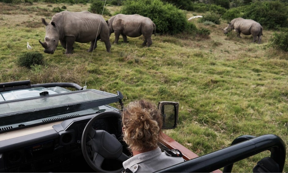 Picture 2 for Activity Durban: Full-Day Big 5 Private Game Reserve Safari w. Lunch