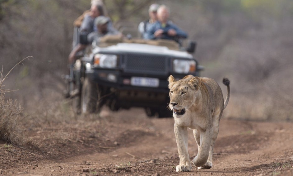 Picture 1 for Activity Durban: Full-Day Big 5 Private Game Reserve Safari w. Lunch