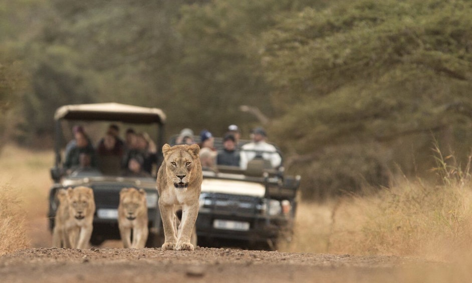Picture 3 for Activity Durban: Full-Day Big 5 Private Game Reserve Safari w. Lunch