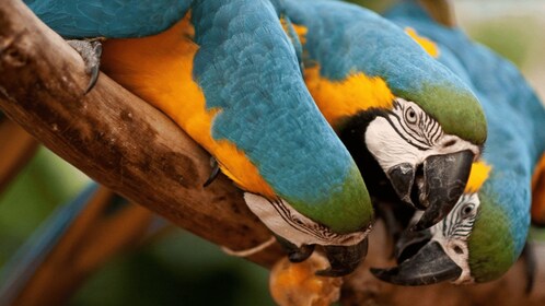 Foz do Iguaçu: vogelparktour met kaartjes