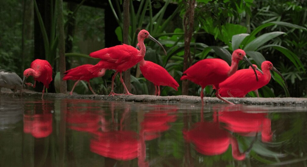 Picture 4 for Activity Foz do Iguaçu: Bird Park Tour with Tickets