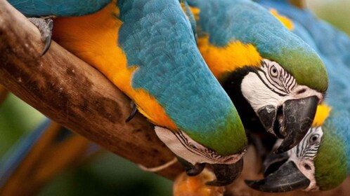 Foz do Iguaçu: Tour Parque de las Aves con Entradas