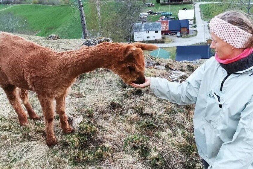 Hand feeding Fluffy a snack