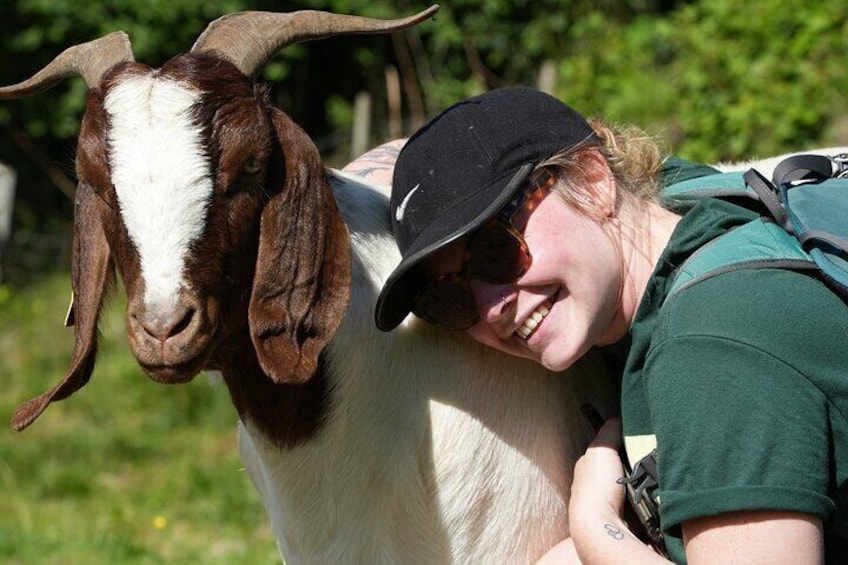 Our goats are very friendly