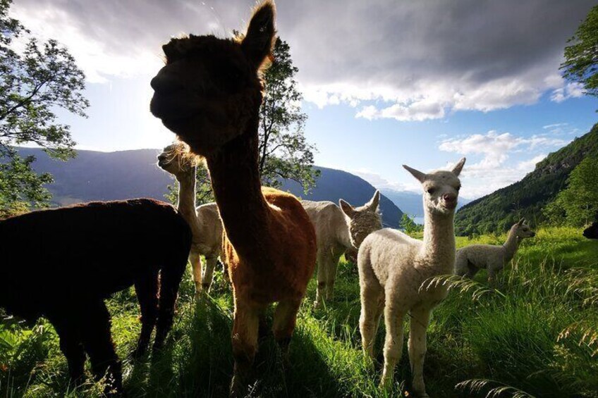 Our alpacas love their summer pasture