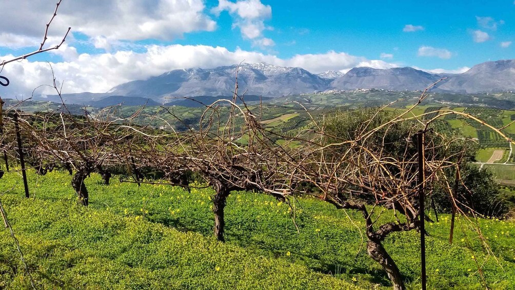 Picture 6 for Activity Heraklion: Cretan Wine Tasting Tour & Gourmet Lunch