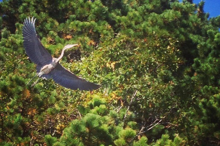 Cape Cod Explorer Tour