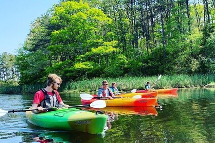 Cape Cod Explorer Tour