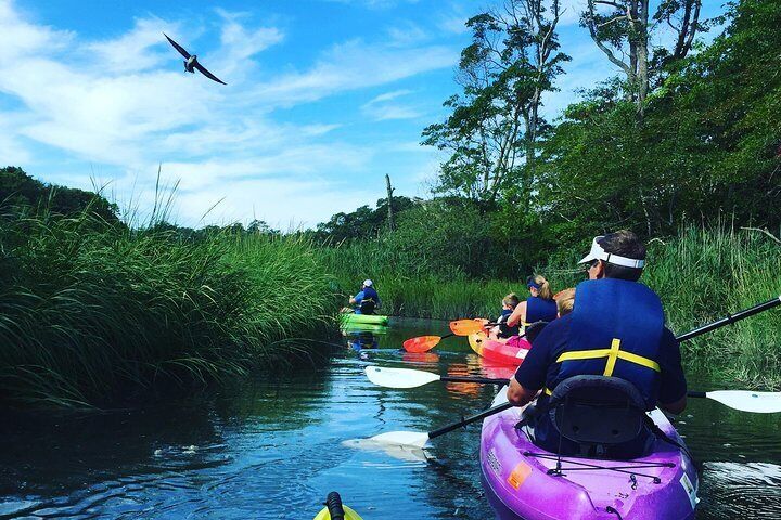 Kayak The Creek Nature Tour