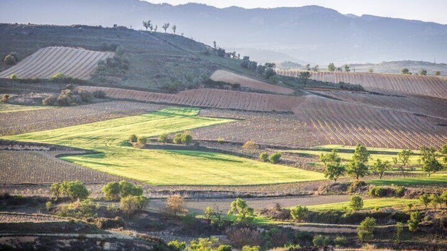 Private Tour to Logroño and Two Wineries from San Sebastian
