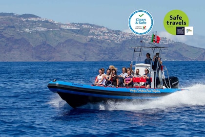 Funchal: Dolphin and Whale Watching Cruise