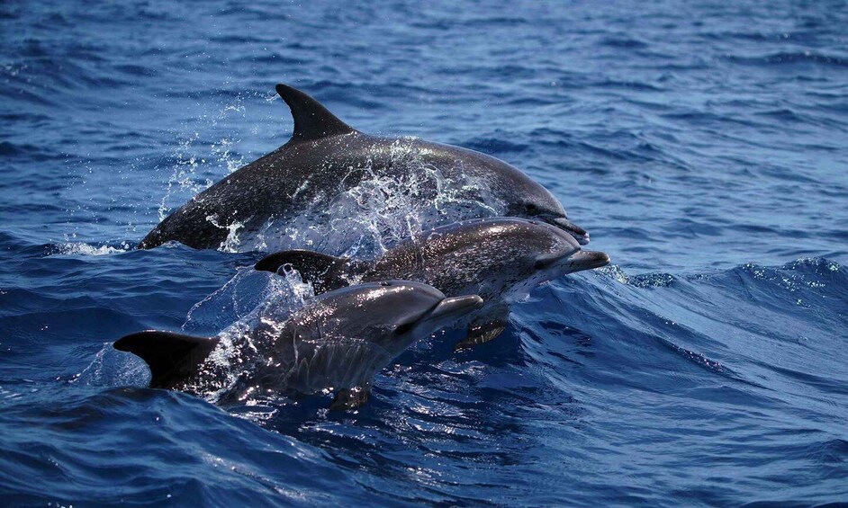 Picture 3 for Activity Funchal: Dolphin and Whale Watching Cruise