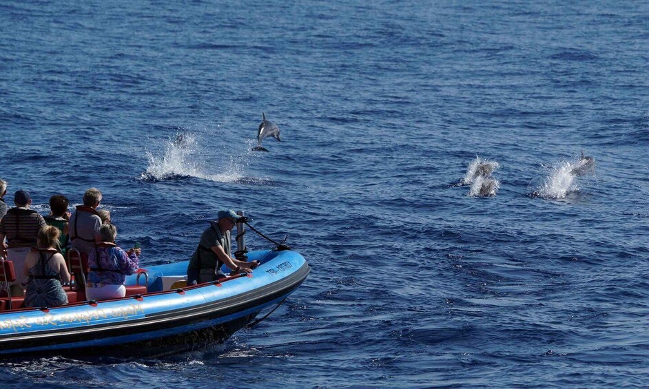 Picture 7 for Activity Funchal: Dolphin and Whale Watching Cruise