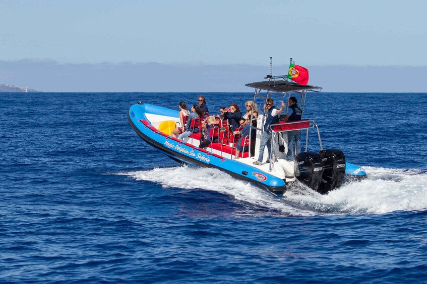 Picture 1 for Activity Funchal: Dolphin and Whale Watching Cruise