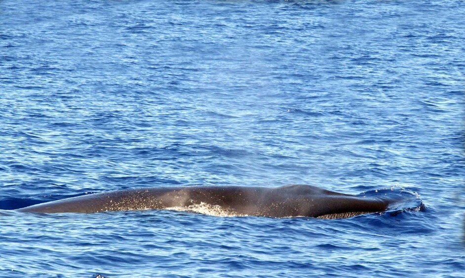 Picture 6 for Activity Funchal: Dolphin and Whale Watching Cruise