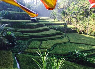 Banyumala Waterfall Trek, Bedugul and Lake Beratan Tour