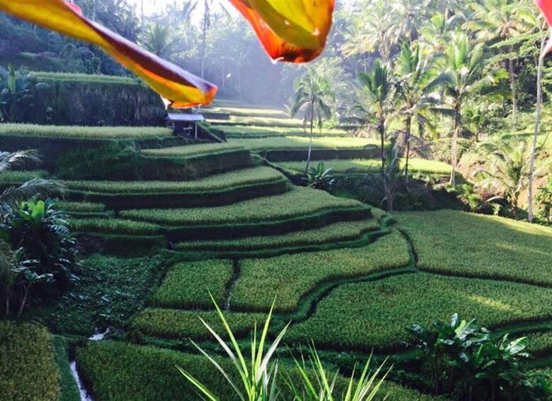 Picture 2 for Activity Banyumala Waterfall Trek, Bedugul and Lake Beratan Tour