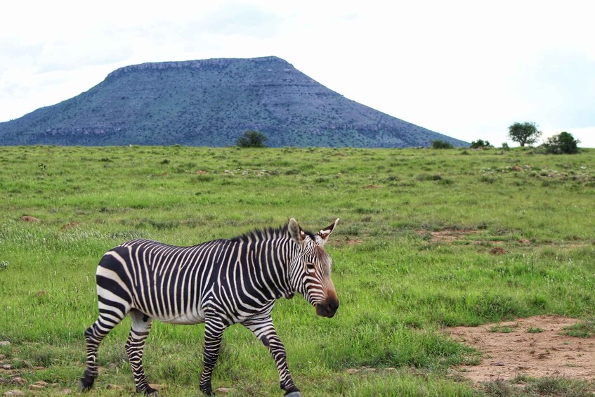 Picture 7 for Activity 4-Day Addo to Karoo Safari