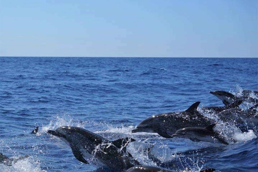 Picture 7 for Activity Madeira: Guaranteed Whales or Dolphins Watching Tour