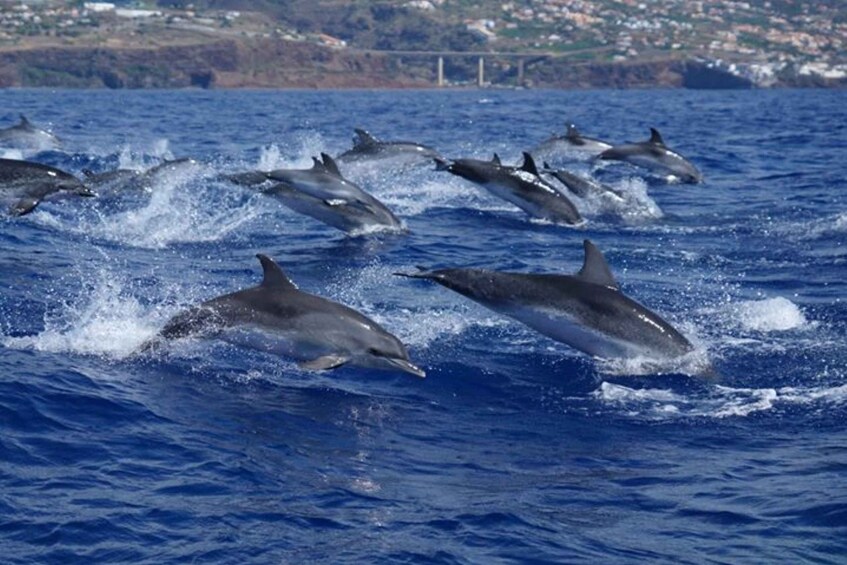 Picture 9 for Activity Madeira: Guaranteed Whales or Dolphins Watching Tour