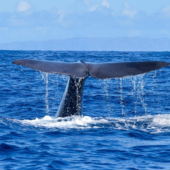 Madeira: Guaranteed Whales or Dolphins Watching Tour