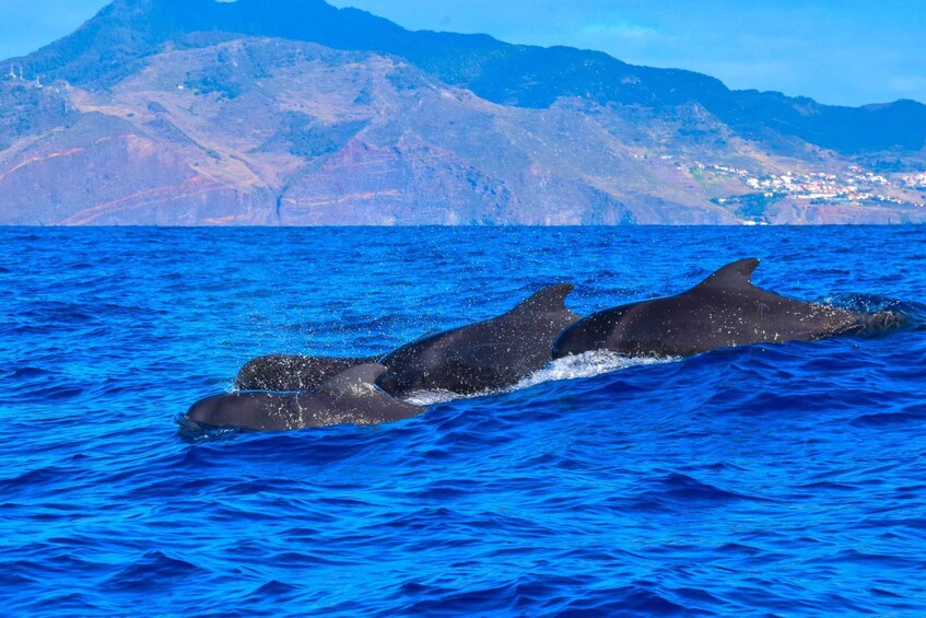 Picture 5 for Activity Madeira: Guaranteed Whales or Dolphins Watching Tour