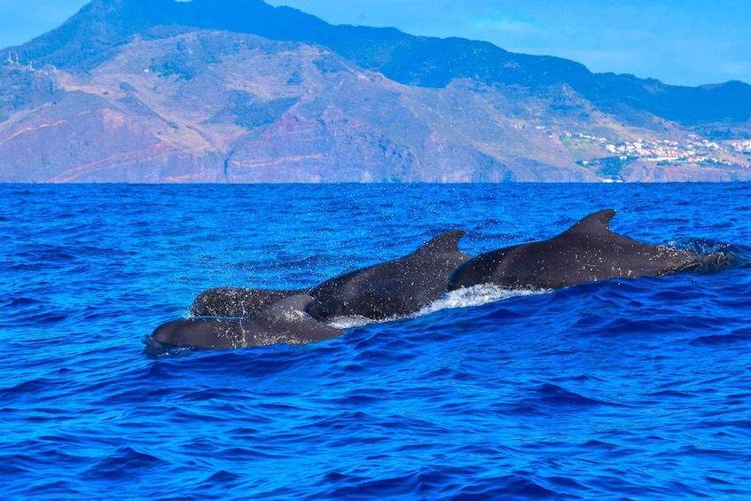 Picture 5 for Activity Madeira: Guaranteed Whales or Dolphins Watching Tour