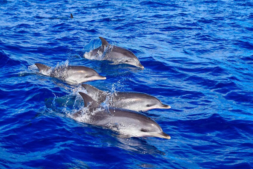 Picture 3 for Activity Madeira: Guaranteed Whales or Dolphins Watching Tour