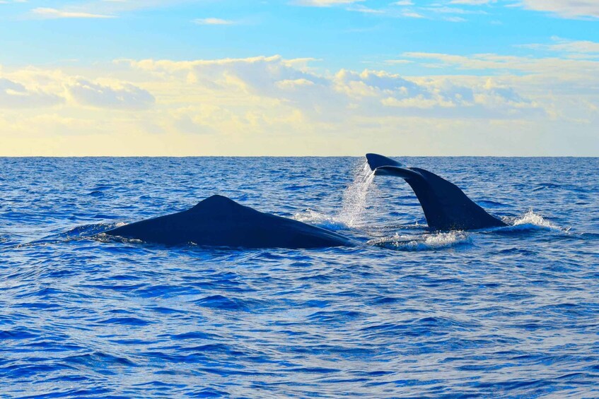 Picture 4 for Activity Madeira: Guaranteed Whales or Dolphins Watching Tour