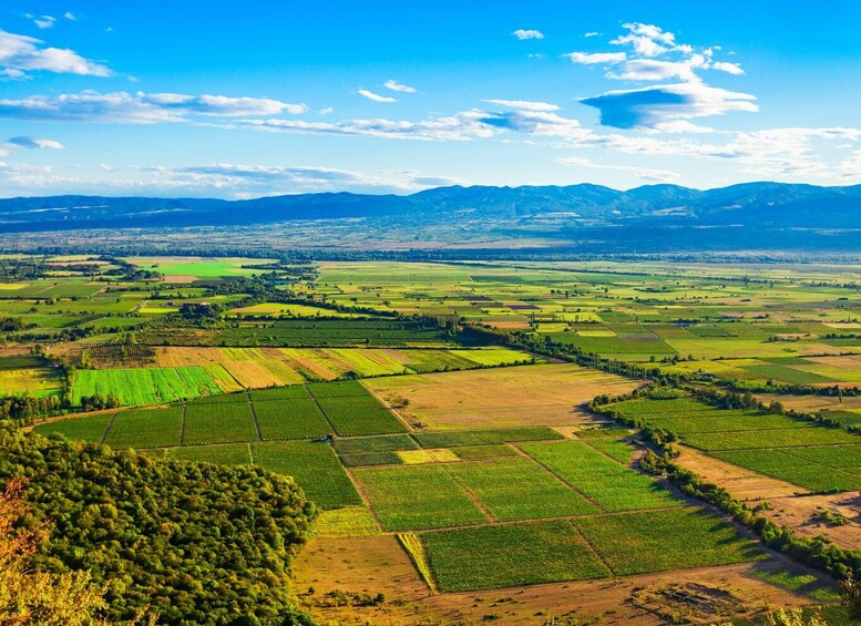 Picture 12 for Activity From Tbilisi: Kakheti Wine Region, Including 7 Wine Tastings