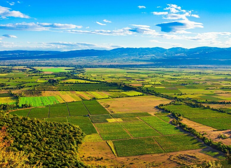 Picture 12 for Activity From Tbilisi: Kakheti Wine Region, Including 7 Wine Tastings