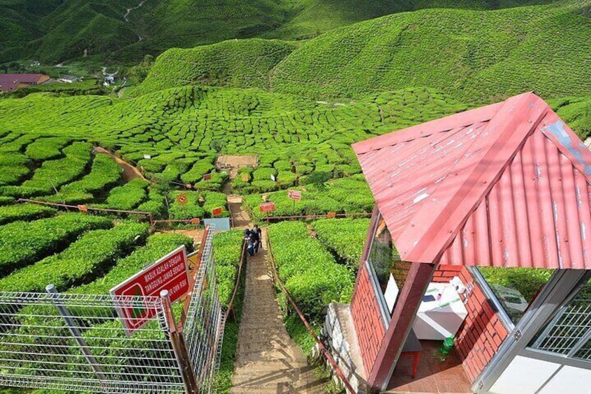 Cameron Highland Private Full Day Tour from Kuala Lumpur