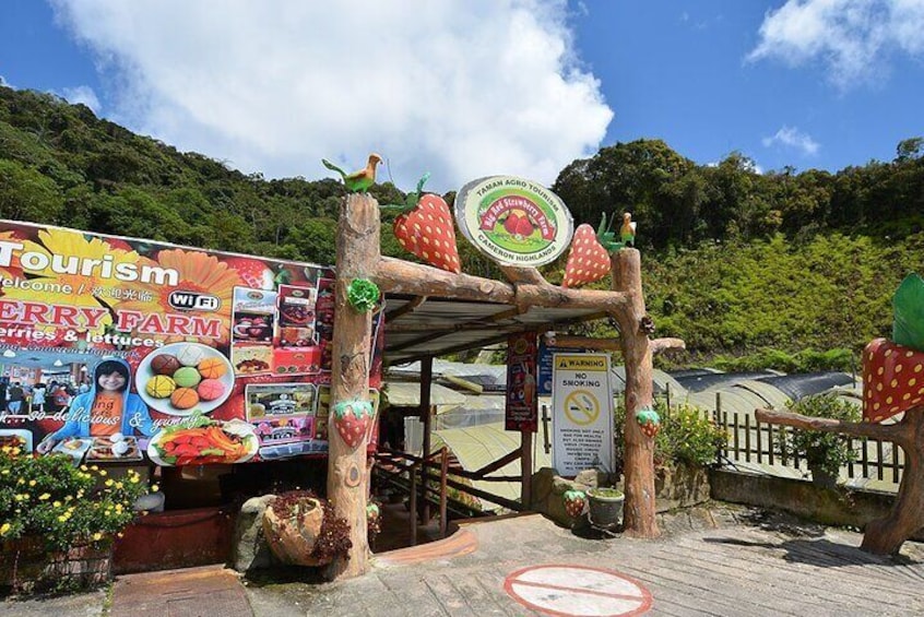 Cameron Highland Private Full Day Tour from Kuala Lumpur