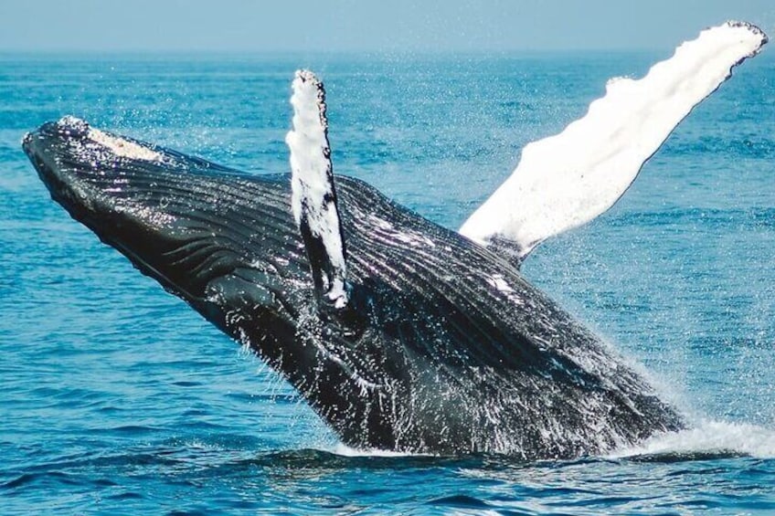 Private Marino Ballena Park Whale/Dolphin Watching in Uvita