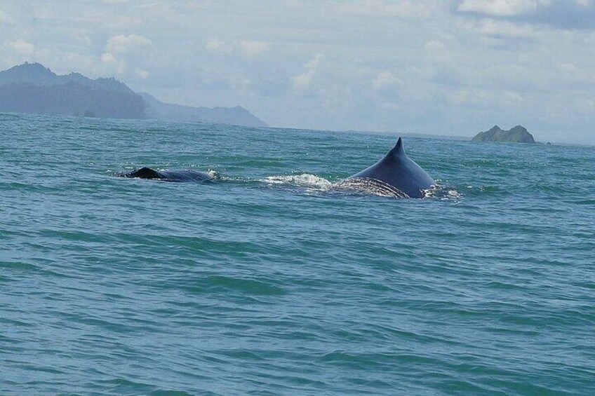 Private Marino Ballena Park Whale/Dolphin Watching in Uvita