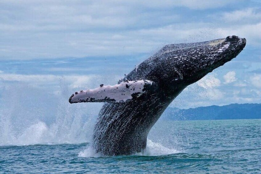 Private Marino Ballena Park Whale/Dolphin Watching in Uvita
