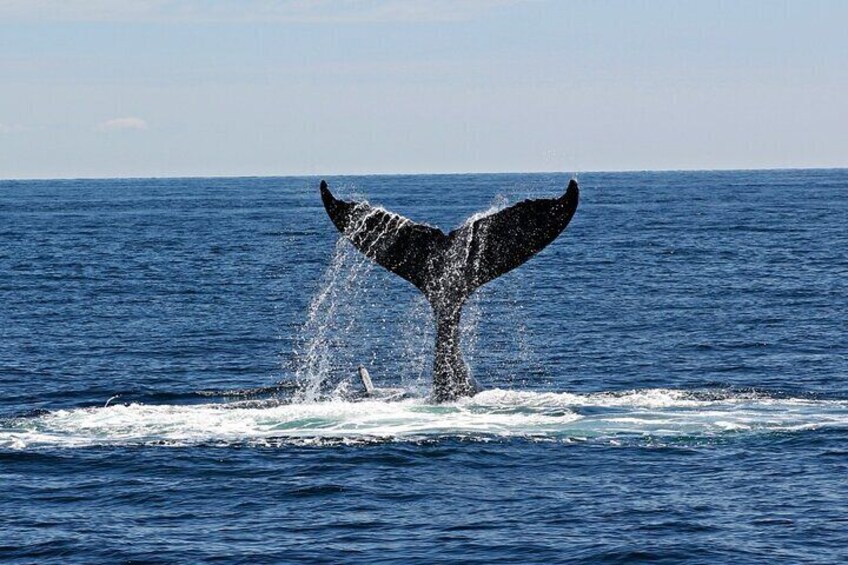 Private Marino Ballena Park Whale/Dolphin Watching in Uvita
