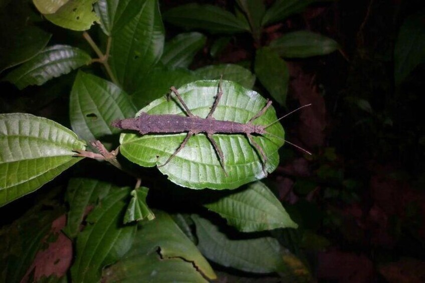 Private Uvita Nature and Wildlife Night Tour in Tropical Forest