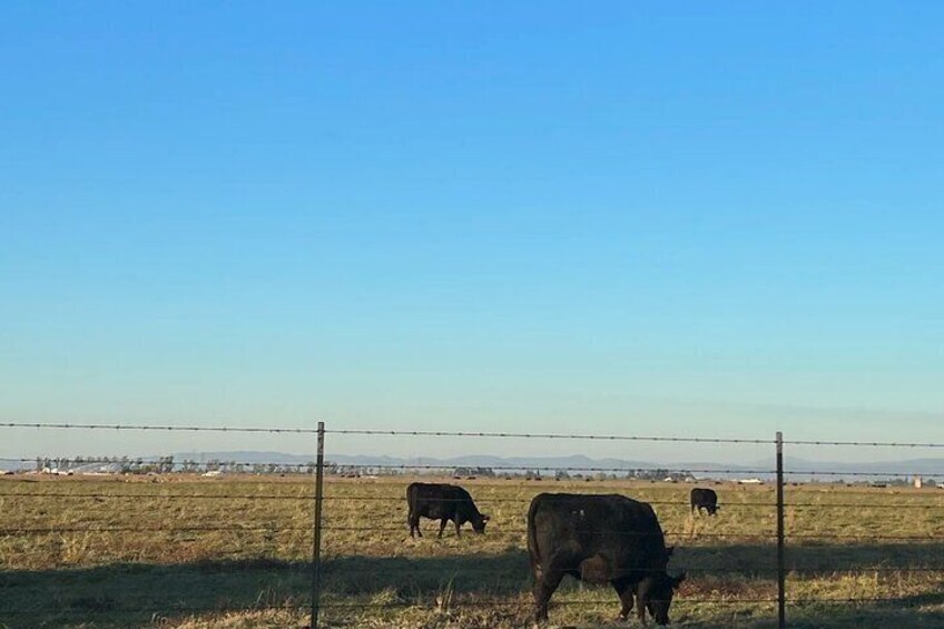 Modesto Discovery Agri-History and Cultural Highlights Audio Tour