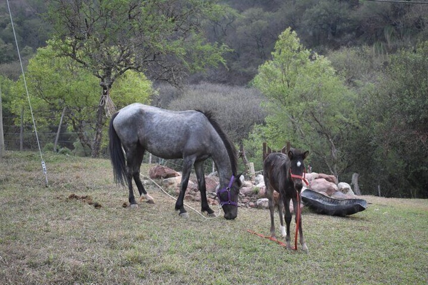 Three-Day Private Tour in Jujuy Yungas