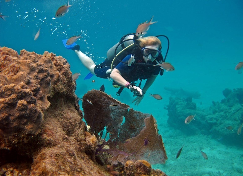 Picture 1 for Activity Cozumel: One Tank Scuba Dive and Full Chankanaab Park Access