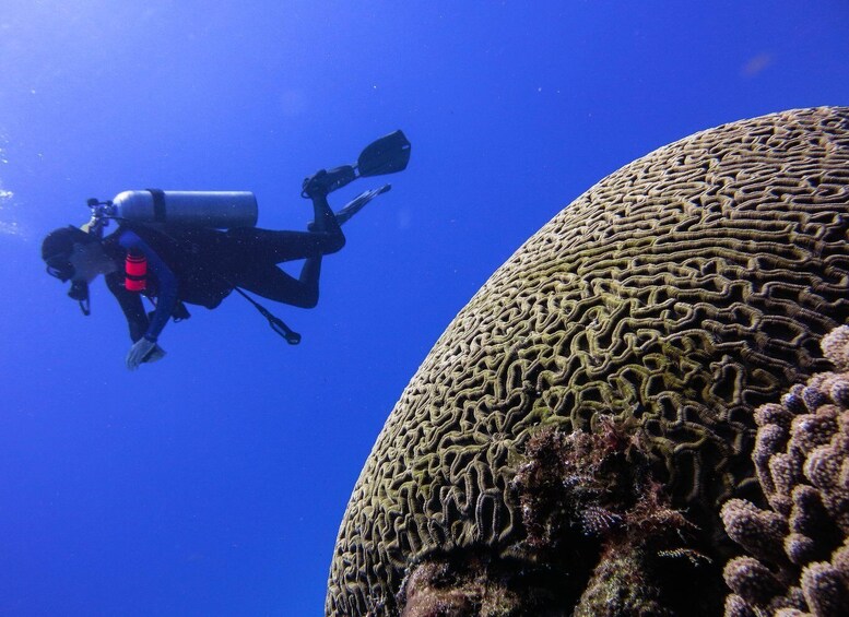 Picture 8 for Activity Cozumel: One Tank Scuba Dive and Full Chankanaab Park Access