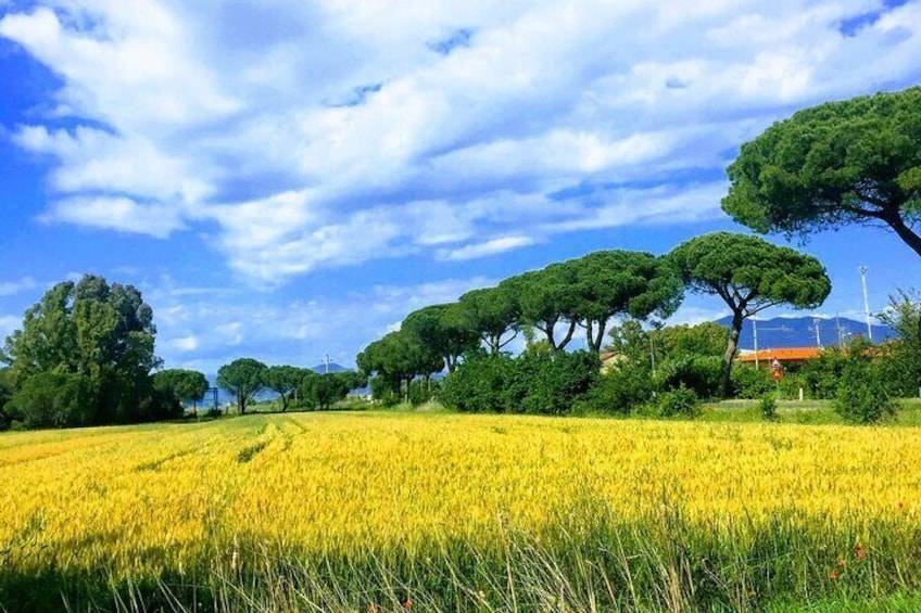 Following the Truffle Trail and Pisa Gastronomic Tour from Lucca