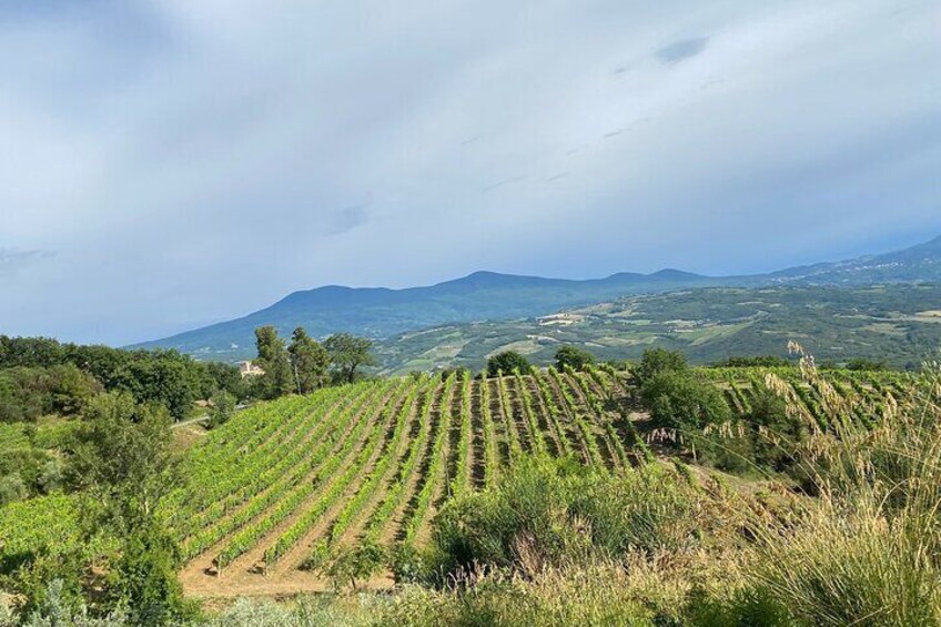 Private Lucca Wine Tour 2 Winery, Lunch and Visit Montecarlo