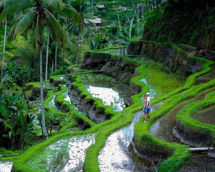 Picture 3 for Activity Bali: Tanah Lot, Jatiluwih Terrace, & Ulundanu Beratan Tour