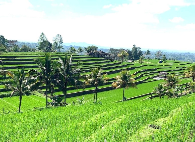Picture 6 for Activity Bali: Tanah Lot, Jatiluwih Terrace, & Ulundanu Beratan Tour