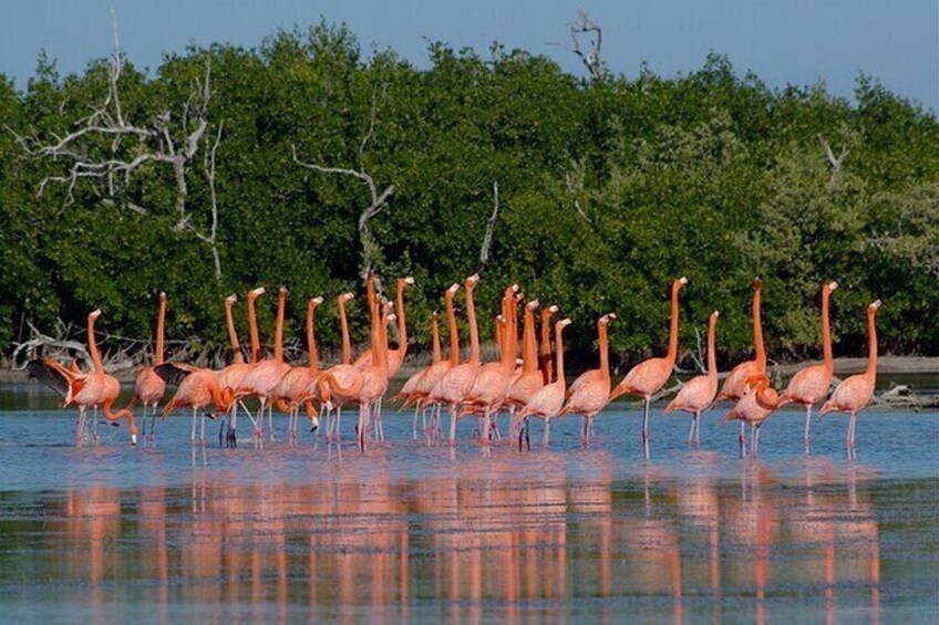Full day tour to Rio Lagartos and Las Coloradas from Riviera Maya