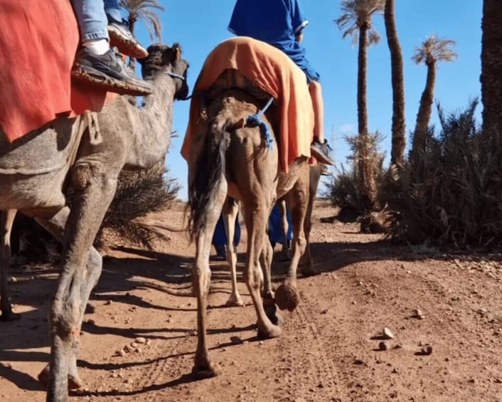 Picture 20 for Activity Marrakech: Camel Ride in the Oasis Palmeraie